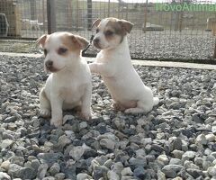 Jack Russell cuccioli