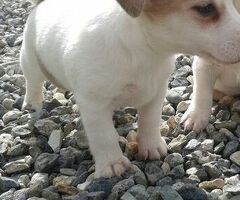 Jack Russell cuccioli - 2/3