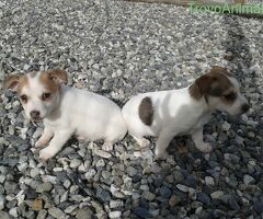 Jack Russell cuccioli - 3/3