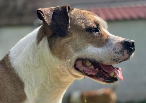  cane AMSTAFF
