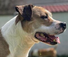  cane AMSTAFF - 1/4