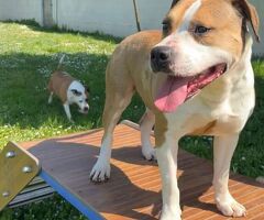  cane AMSTAFF - 2/4