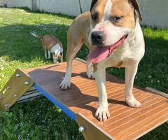  cane AMSTAFF - 3/4