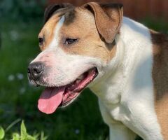  cane AMSTAFF - 4/4