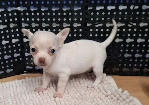 Chihuahua microscopica