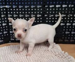 Chihuahua microscopica