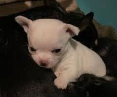 Chihuahua microscopica - 2/3