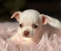 Chihuahua microscopica - 3/3