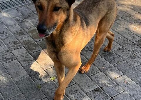  CANE METICCIO