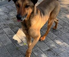  CANE METICCIO