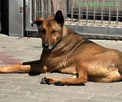 CANE METICCIO - 2/4