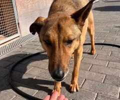  CANE METICCIO - 3/4