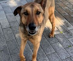  CANE METICCIO - 4/4