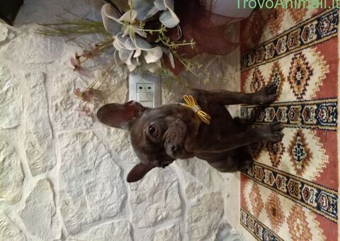 Cane Bouledogue Francese