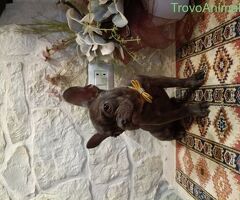Cane Bouledogue Francese