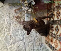 Cane Bouledogue Francese - 2/4