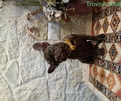 Cane Bouledogue Francese - 3/4