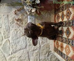 Cane Bouledogue Francese - 4/4