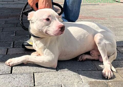  CANE PIT BULL