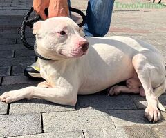  CANE PIT BULL