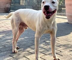  CANE PIT BULL - 2/3