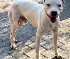  CANE PIT BULL - 3/3