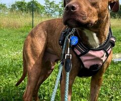  CANE PIT BULL