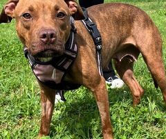  CANE PIT BULL - 2/4