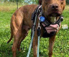  CANE PIT BULL - 3/4