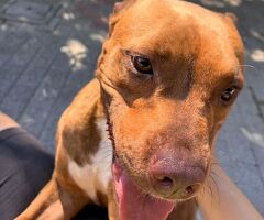  CANE PIT BULL - 4/4