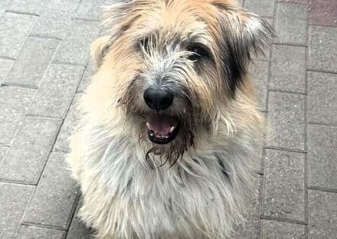  CANE METICCIO