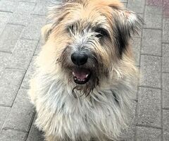  CANE METICCIO
