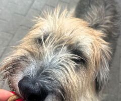  CANE METICCIO - 2/4
