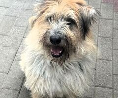  CANE METICCIO - 3/4