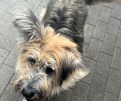  CANE METICCIO - 4/4