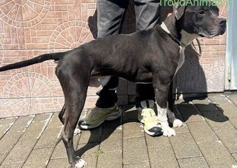  CANE PIT BULL