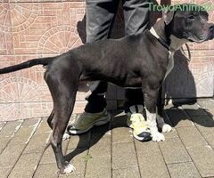  CANE PIT BULL - 1/4