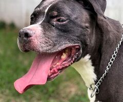  CANE PIT BULL - 2/4