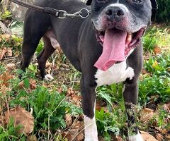  CANE PIT BULL - 3/4