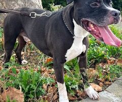  CANE PIT BULL - 4/4