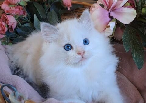 Cucciolo di Ragdoll