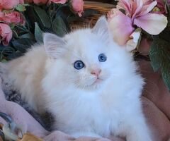 Cucciolo di Ragdoll