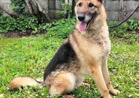  CANE METICCIO