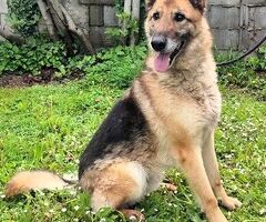 CANE METICCIO