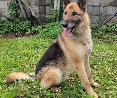  CANE METICCIO - 2/4