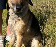 CANE METICCIO - 3/4