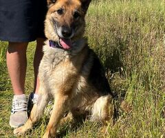  CANE METICCIO - 4/4