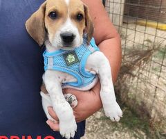  BOBBY mix jack Russell 3 anni - 4/4
