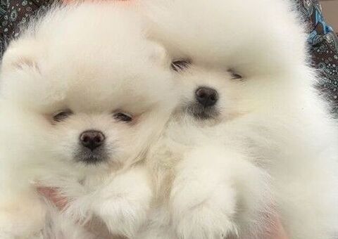 Cuccioli di Pomerania (maschi
