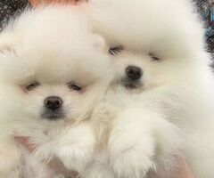 Cuccioli di Pomerania (maschi